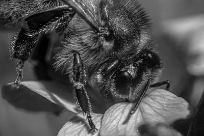 Close-up of honey bee on flower