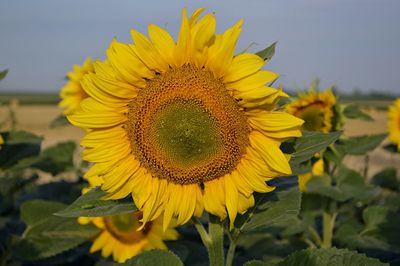 Close-up of sunflower blooming against sky