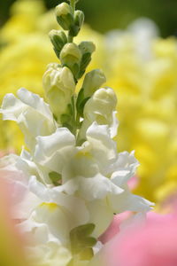 Close-up of white flowering plant