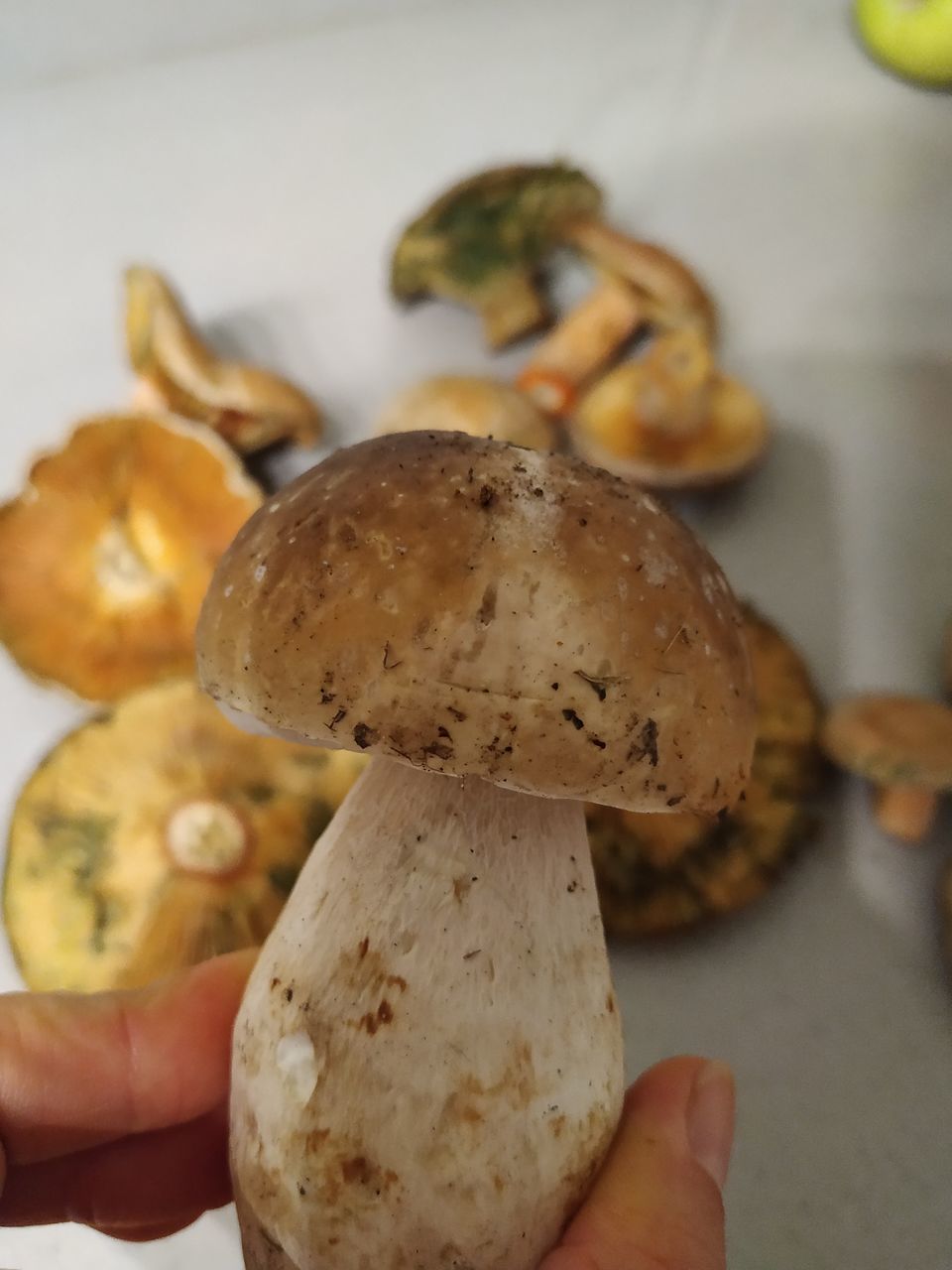 CLOSE-UP OF PERSON HOLDING MUSHROOMS