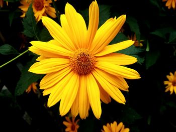 Close-up of yellow flower