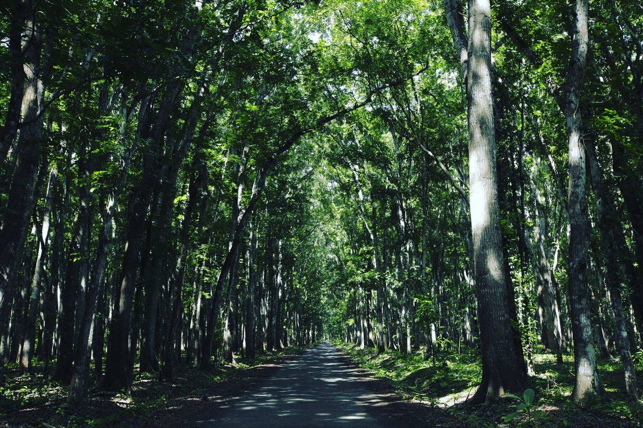 tree, the way forward, tree trunk, forest, transportation, growth, tranquil scene, landscape, road, tranquility, long, empty, narrow, non-urban scene, diminishing perspective, treelined, nature, scenics, vanishing point, solitude, day, beauty in nature, pathway, walkway, green color, woodland, green, outdoors, branch, empty road, footpath, tall, lush foliage, single lane road