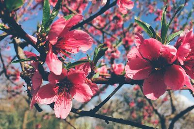 Close-up of flower tree against sky