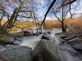 Scenic view of stream flowing through forest