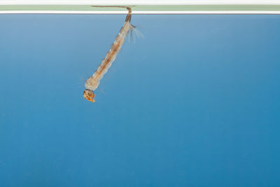 Low angle view of a bird against calm blue sea