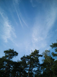 Low angle view of trees against sky