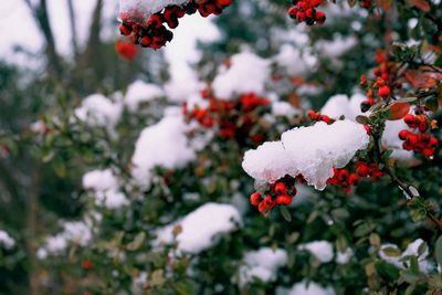 Close-up of frozen red berries on bush