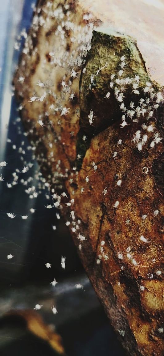 close-up, food, no people, food and drink, macro photography, dish, indoors, chocolate brownie, nature