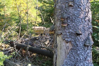 Close-up of mushroom growing on tree trunk in forest