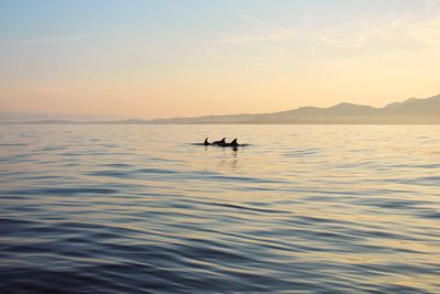Silhouette person in sea against sky during sunset
