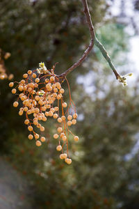 Close-up of flowers on tree