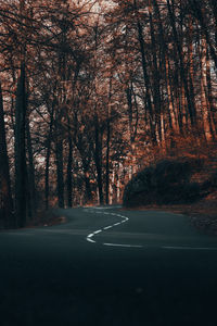 Road amidst trees