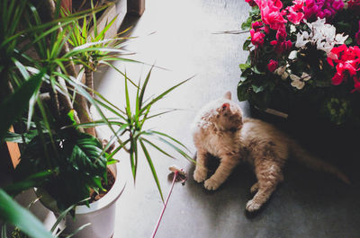 High angle view of cat by potted plants