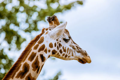 Low angle view of giraffe against sky