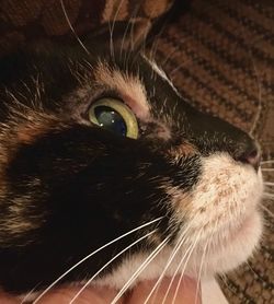 Close-up portrait of cat