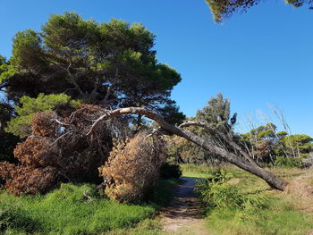 Plants growing on land against clear blue sky