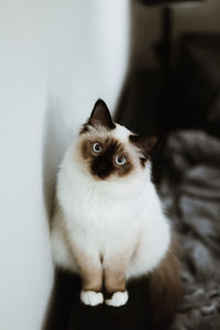 Close-up portrait of cute cat sitting at home