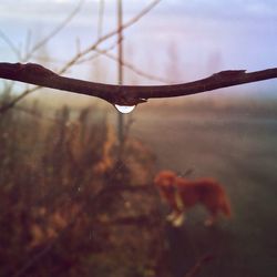 Close-up of water drops on twig