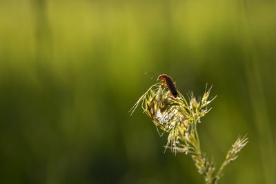 Close-up of insect on flower