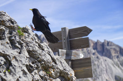 Low angle view of bird perching on rock