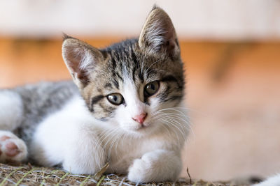 Close-up portrait of cat sitting