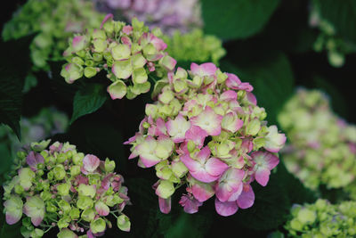 Close-up of white flowering plant