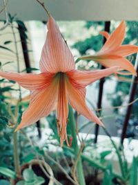 Close-up of orange lily blooming outdoors