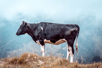 Cow against sky