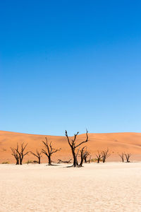 Bare tree on desert against clear blue sky