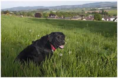 Dog in a field