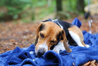 Close-up portrait of a dog laying on a blue blanket in the forest chewing on something 