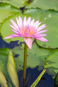 Close-up of lotus water lily in pond