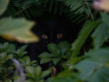 Close-up of black cat