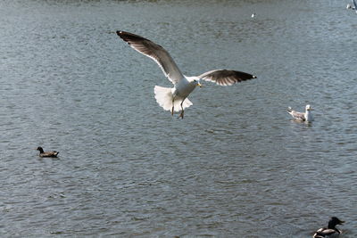 Seagulls flying over sea