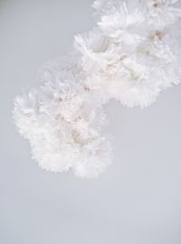 High angle view of white flowers on table