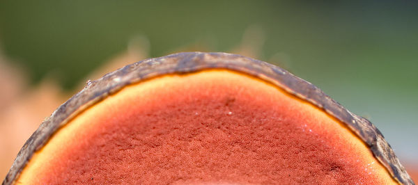Close-up of mushroom