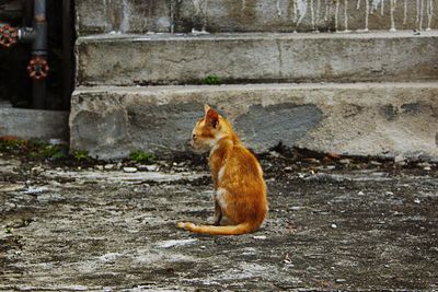 Side view of a cat