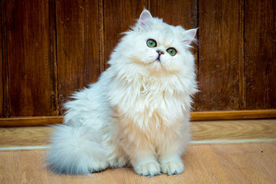 Fluffy long-haired british cat of silver color