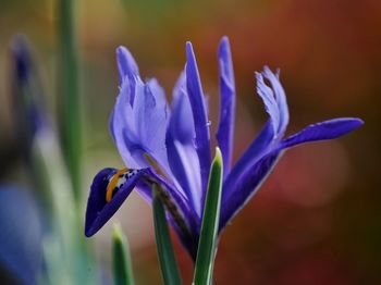 Close-up of purple miniature iris flower. iris articulate.