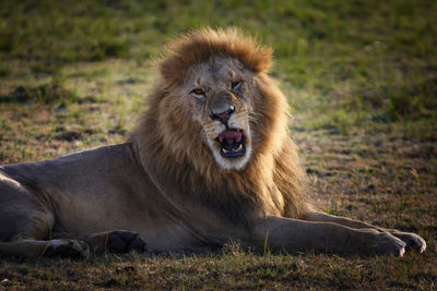 Lion sitting in a field