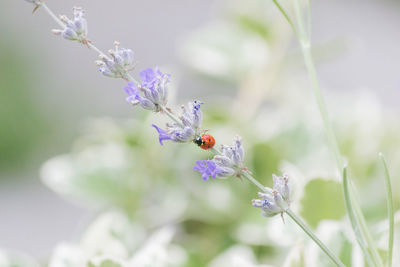 Close-up of bee on flower