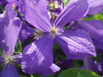 Close-up of purple flowers blooming outdoors