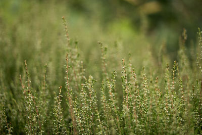 Close-up of crops growing on field