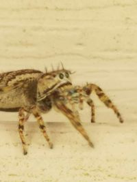 Close-up of spider on web