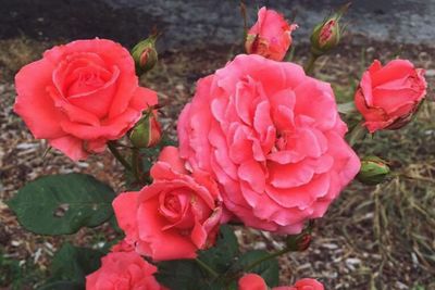 Close-up of pink rose