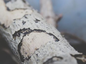 Close-up of tree trunk