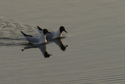 Ducks swimming in lake