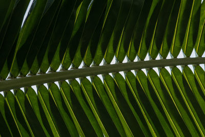 Full frame close-up view of palm leaf fronds with stem horizontal