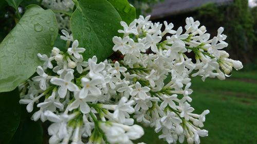 Close-up of white flowers blooming outdoors