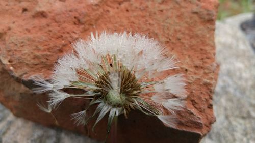 Close-up of flower